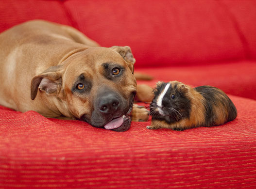 Hund und Meerschwein