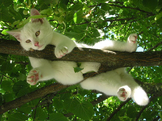 Katze im Baum