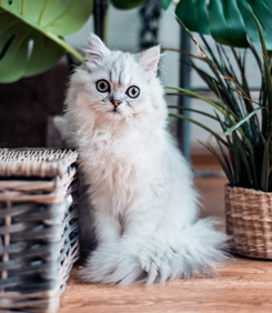 Aufbau Seminar Tiere